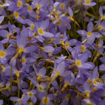 Keijunsilmä Millard's Variety
