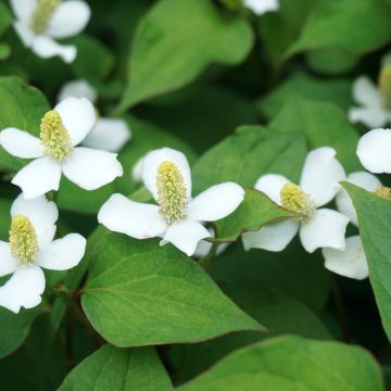 Viherkameleonttilehti - Houttuynia cordata