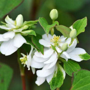 Viherkameleonttilehti Flore Pleno