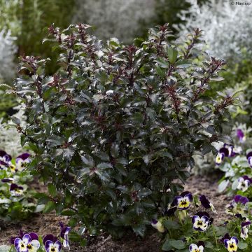 Pihaorjanlaakeri Gentle 'Annys Dwarf