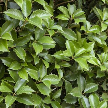 Orjanlaakeri Castaenifolia