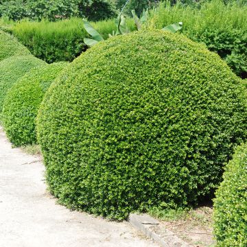 Japaninorjanlaakeri Dark Green