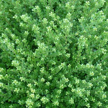 Japaninorjanlaakeri Glorie Dwarf