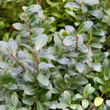 Japaninorjanlaakeri Green Hedge