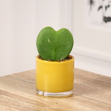 Herttaposliinikukka - Hoya kerrii