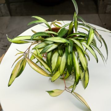 Posliinikukka Tricolor