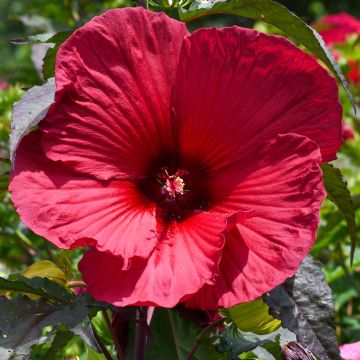 Jättihibiskus Rouge