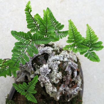 Humata tyermannii