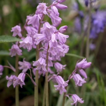 Englanninsinililja Rosea