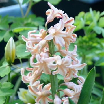 Hyasintti Firelight