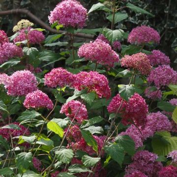 Pallohortensia Bella Anna