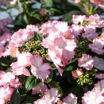 Jalohortensia Bloombuster