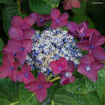 Jalohortensia Buchfink