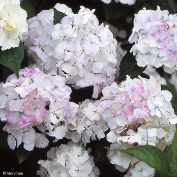Safiirihortensia Impératrice Eugénie