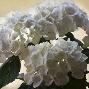 Jalohortensia Magical Pearl