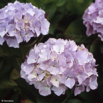 Jalohortensia Madame Plumecoq