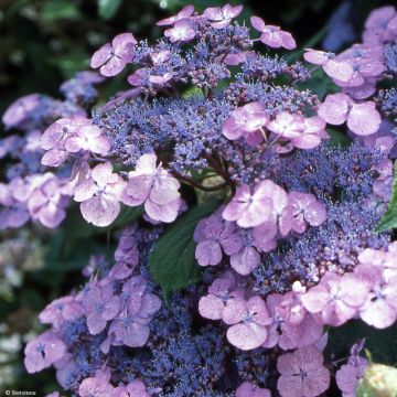 Safiirihortensia Vicomte de Kerlot