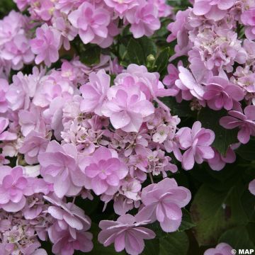 Jalohortensia You and Me Forever