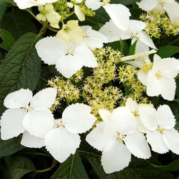 Jalohortensia Golden Crane