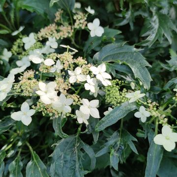 Pallohortensia Emerald lace