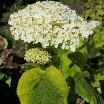 Pallohortensia Golden Annabelle