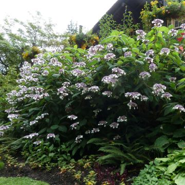 Samettihortensia Anthony Bullivant