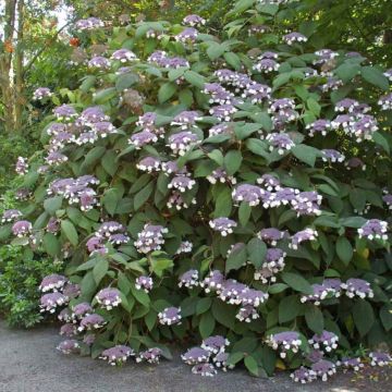 Samettihortensia Bellevue