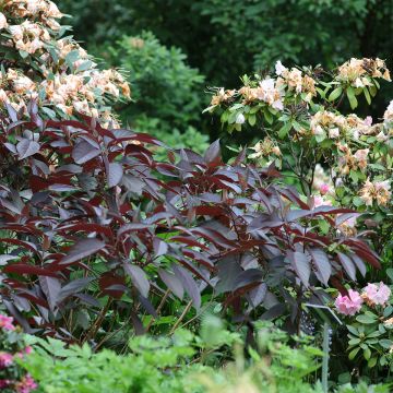 Samettihortensia Hot Chocolate