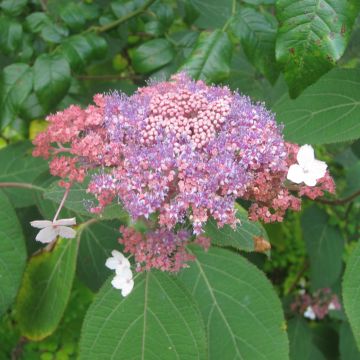 Samettihortensia Kawakami