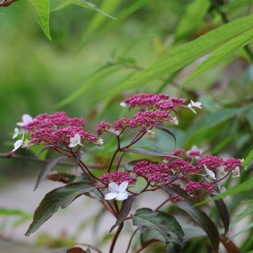 Samettihortensia Rosemary Foster