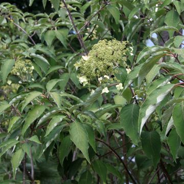 Kiinanhortensia Bretschneideri