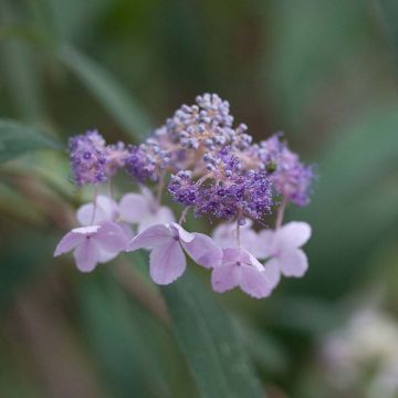 Kehtohortensia - Hydrangea involucrata
