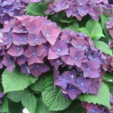 Jalohortensia Deep Purple Dance