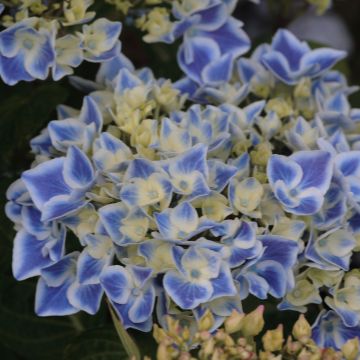 Jalohortensia Lady Fujiyo