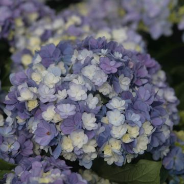 Jalohortensia Tea Time Together