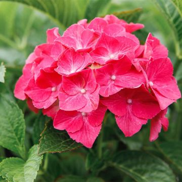 Jalohortensia Alpenglühen