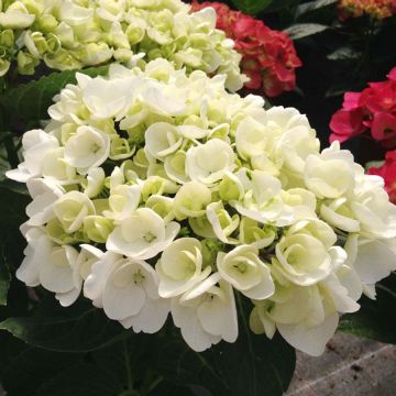 Jalohortensia Rendez-Vous Angelique