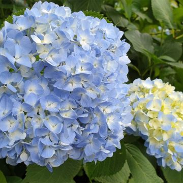 Jalohortensia Ankong