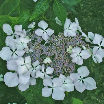 Jalohortensia Beauté Vendômoise