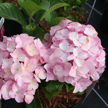 Jalohortensia Belle Séduction