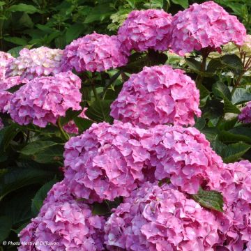 Jalohortensia Benelux (vaaleanpunainen)