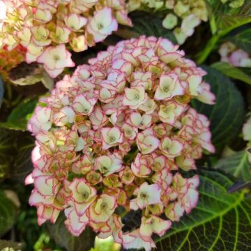 Jalohortensia Benthe