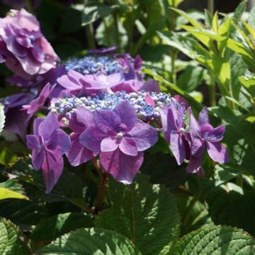 Jalohortensia Flair & Flavours Blackberry Pie