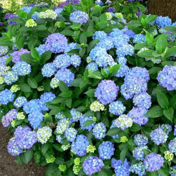 Jalohortensia Blauer Prinz