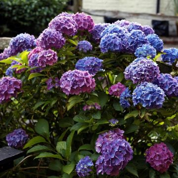 Jalohortensia Blauer Zwerg