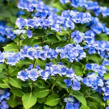 Jalohortensia Blue Sky
