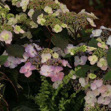 Jalohortensia Blueberry Cheesecake