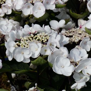 Jalohortensia Rendez-Vous Choco Chic