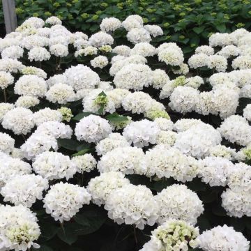 Jalohortensia Rendez-Vous Choco Pur