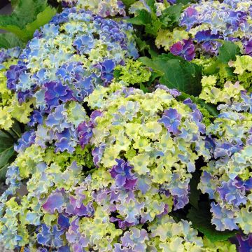 Jalohortensia Curly Sparkle Blue